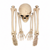 skelet-halloween-5-delig