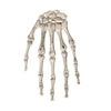 Botten - Halloween - hand - wit